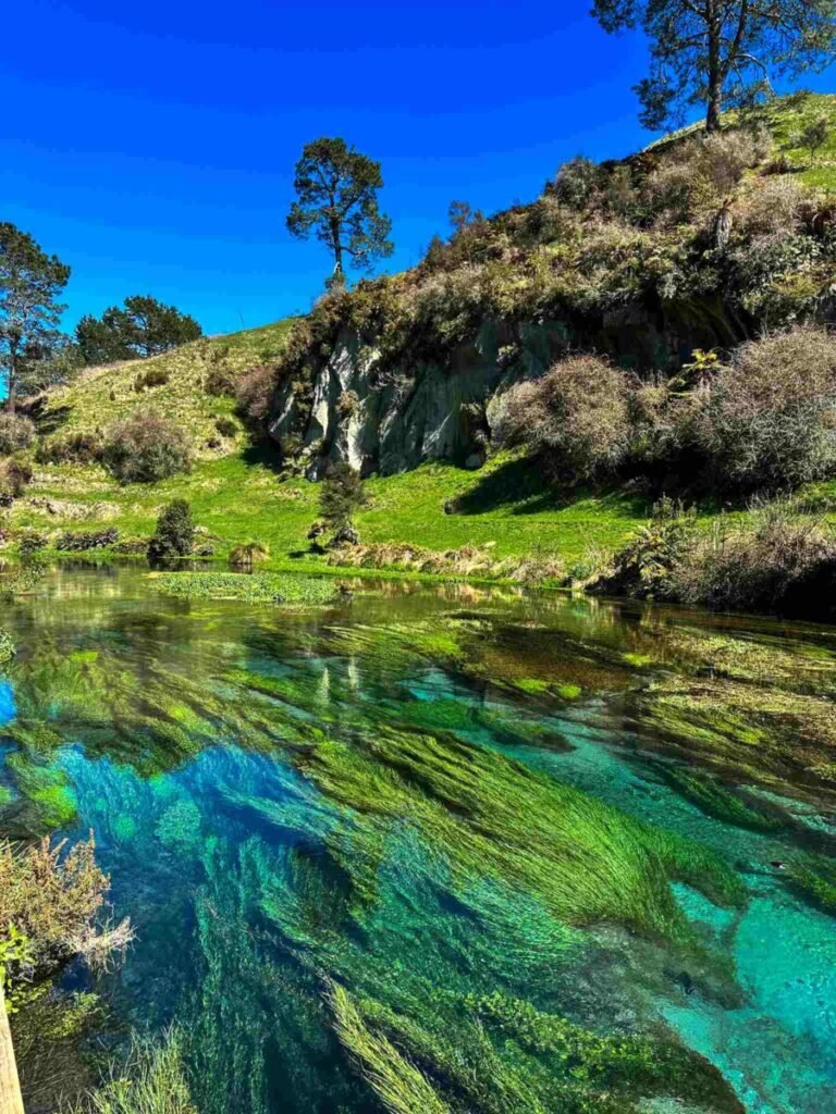 Scenic riverside walking path along the Blue Spring Te Waihou Walkway on a day trip from Rotorua