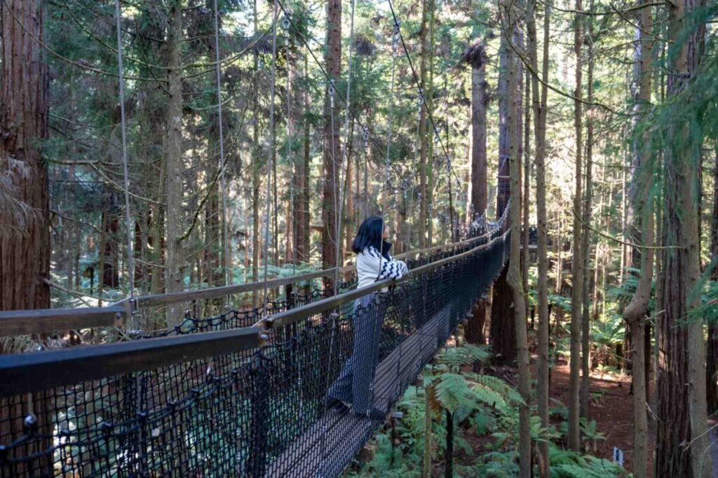 Looking up through towering California redwood trees at Redwood Treewalk in Rotorua New Zealand