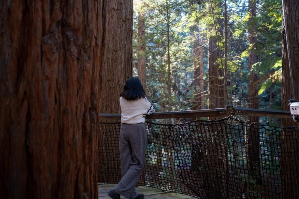 Suspension bridge walkway through the redwood forest canopy at Redwood Treewalk Rotorua
