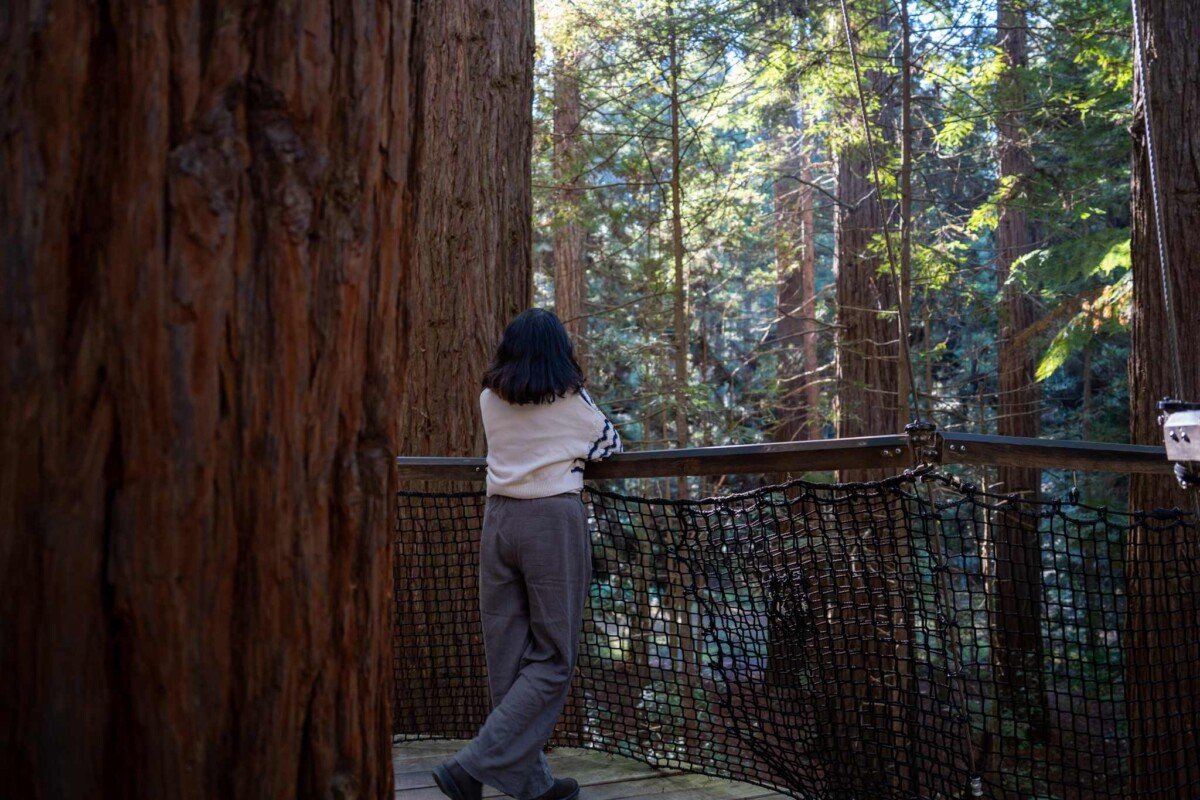 Suspension bridge walkway through the redwood forest canopy at Redwood Treewalk Rotorua