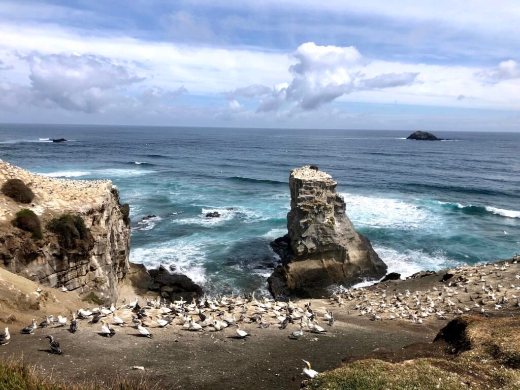 Gannet colony Auckland