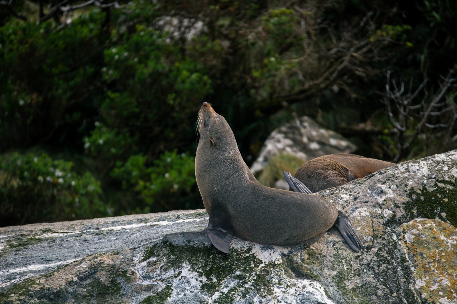 Kaikoura coastline