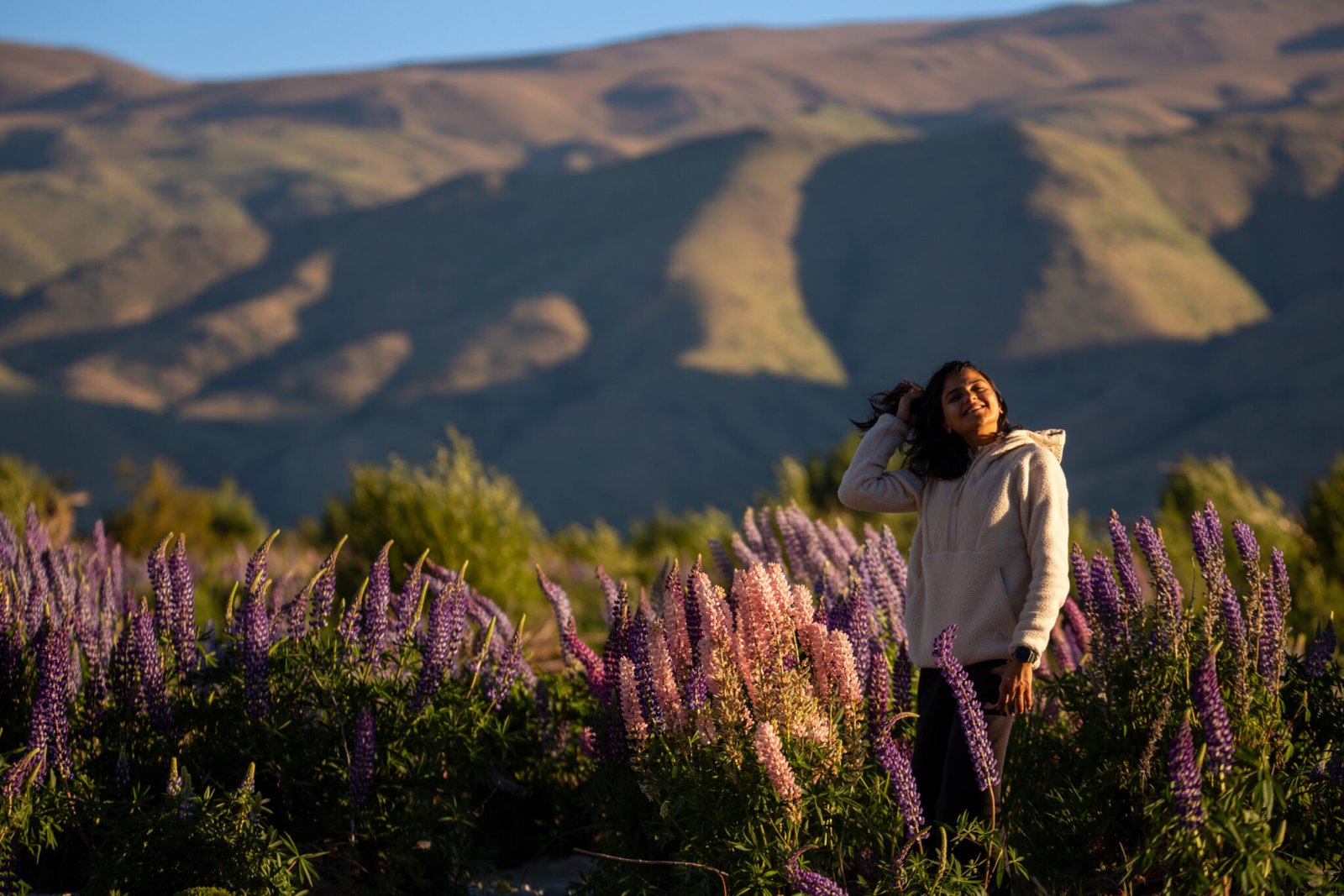 Spring lupins in New Zealand